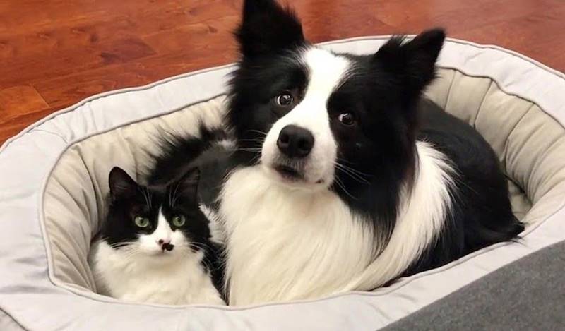 Lindo gato e cachorro juntos