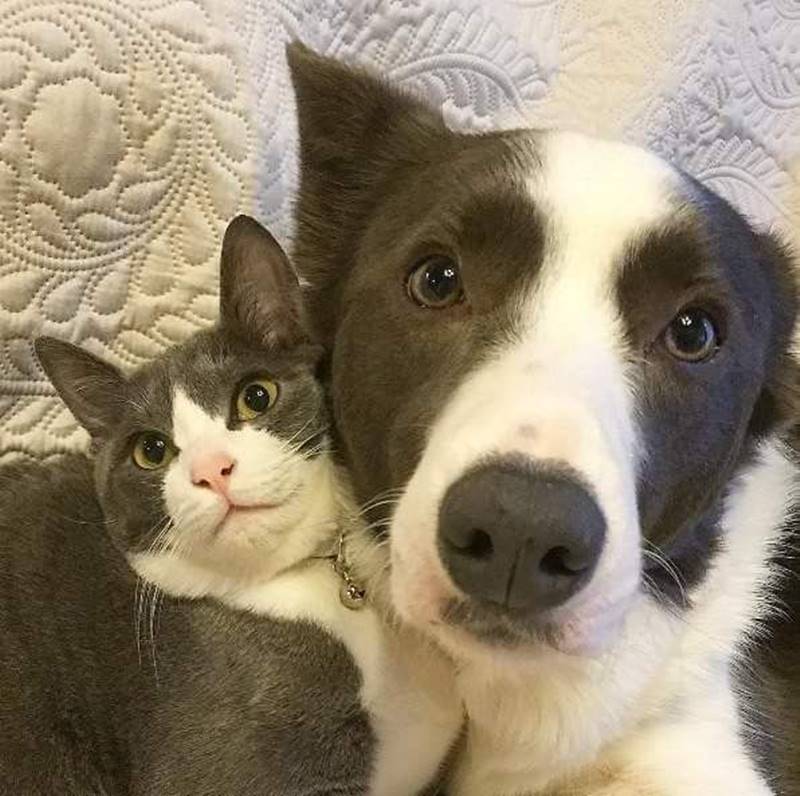 Gato e cachorro
