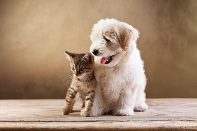Lindos Gato e Cachorro