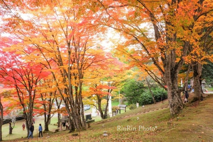 2021年10月土津神社斜面の紅葉