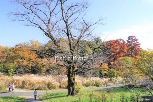 2021年11月狭山公園大きな枯れ木