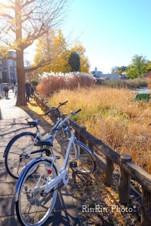 2021年11月石神井公園銀杏と自転車
