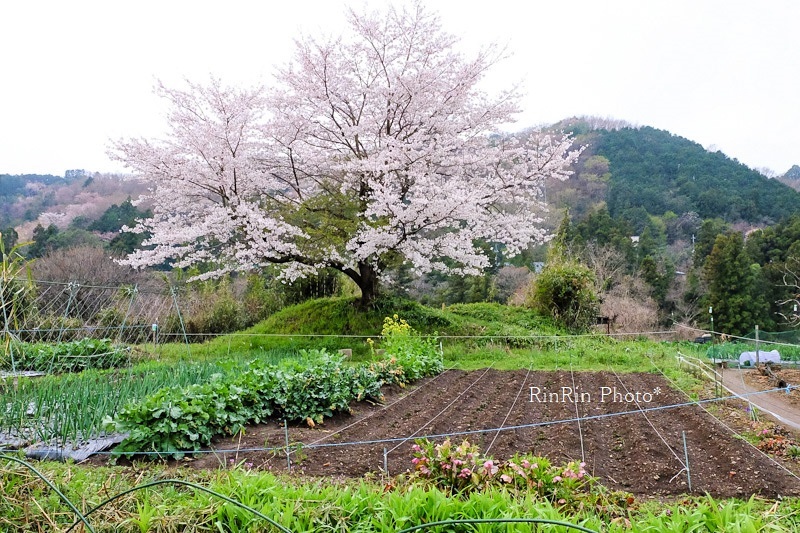 2022年4月永田の一本桜