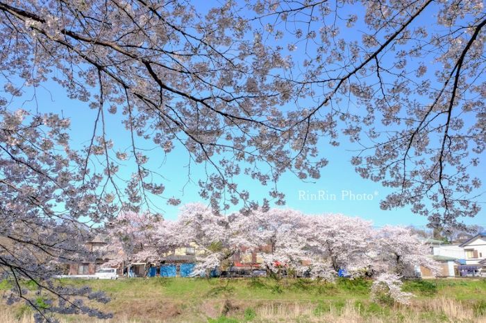 2022年4月入間川桜土手と対岸桜