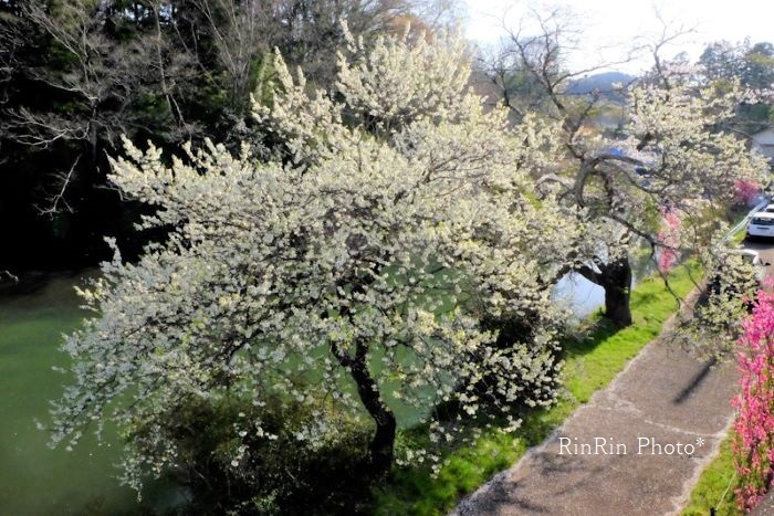2022年4月成木川の堰上の白い桜