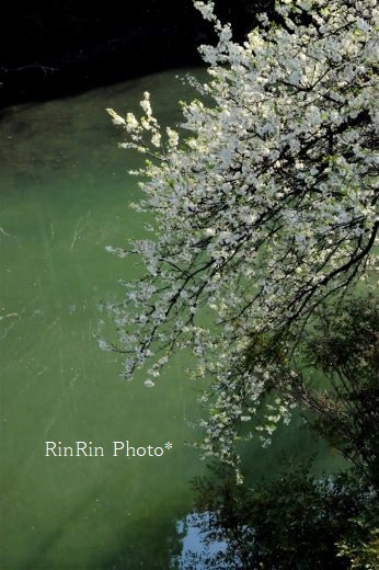 2022年4月成木川の水面上の白桜