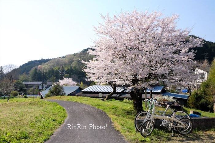 2022年4月久須美カーブの桜