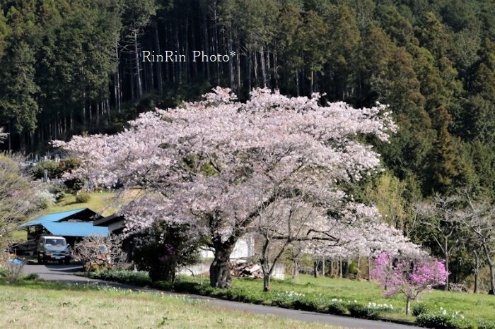 2022年4月久須美の大きな桜