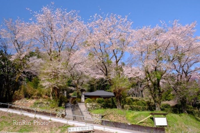 2022年4月無量寺の桜