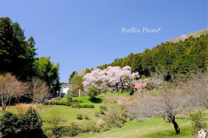 2022年4月小瀬戸の新福寺の桜
