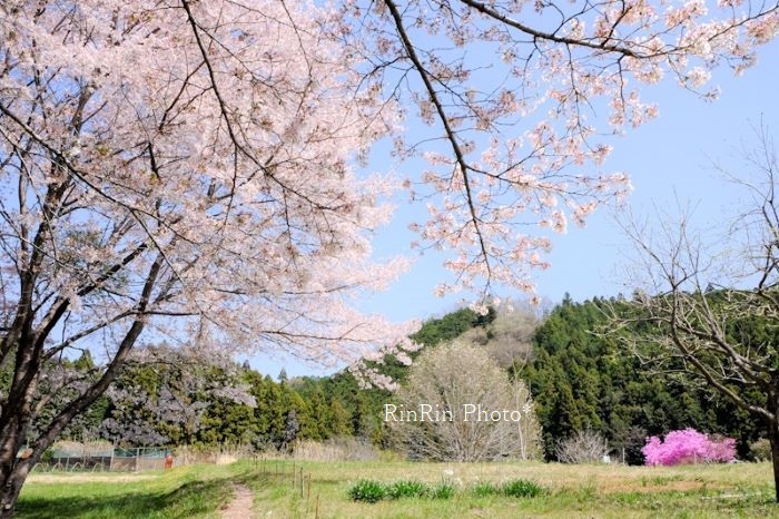2022年4月小瀬戸の桜と三つ葉ツツジ