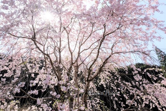 2022年4月赤工花庭の枝垂れ桜