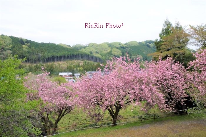 2022年4月小岩井神社桜俯瞰