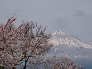 桜と富士山　2022
