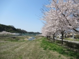 本町からの遊歩道の桜