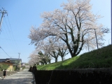 本町堤の桜