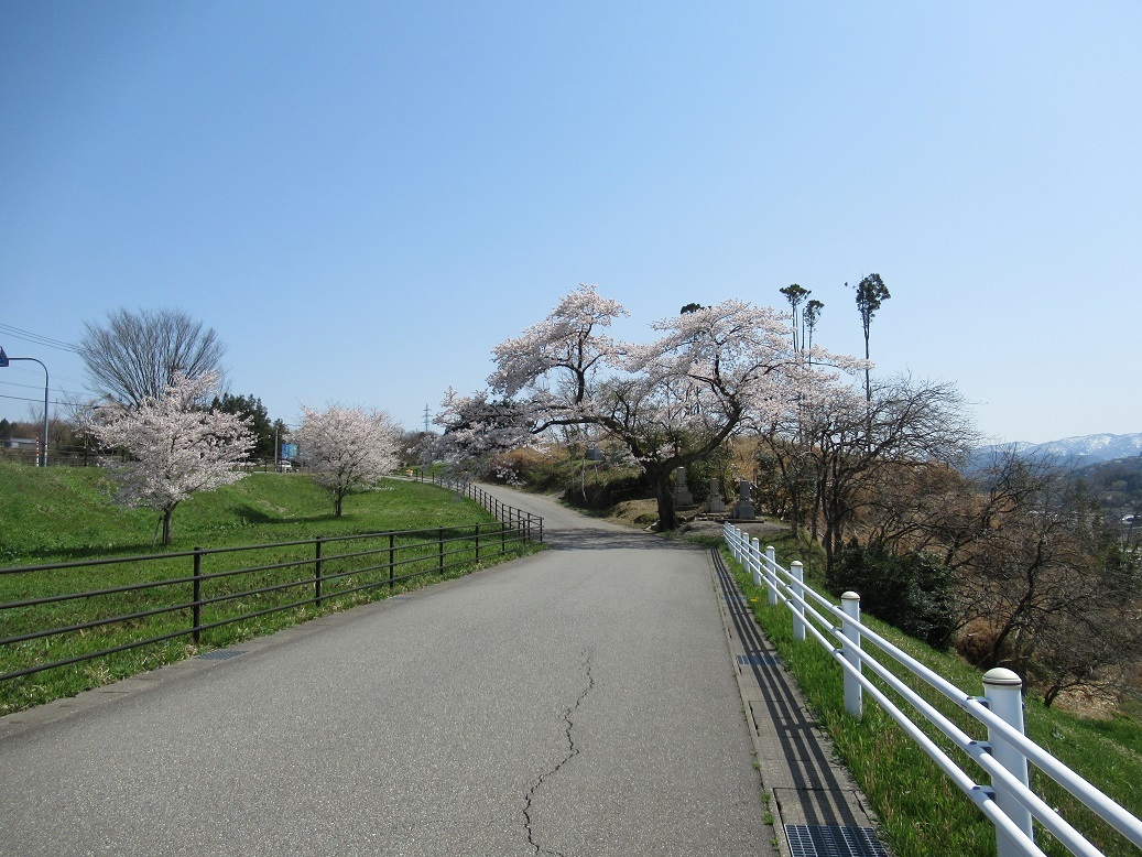 茶ノ木の桜