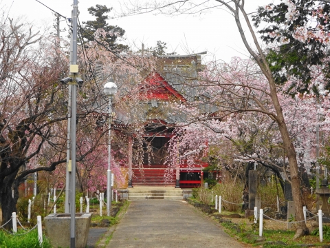「国分寺に桜の花が咲きました！」①