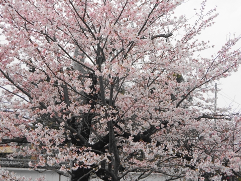 「国分寺に桜の花が咲きました！」③