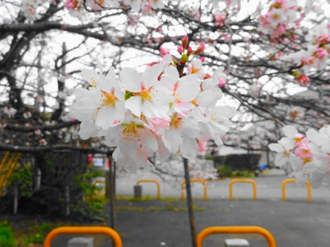 「国分寺に桜の花が咲きました！」④