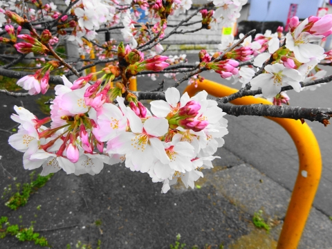 「国分寺に桜の花が咲きました！」⑤