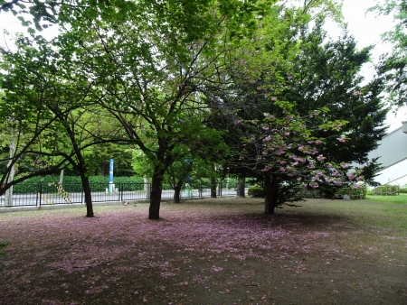 八重桜は散っています