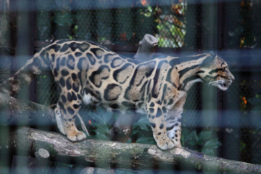 '12.8.5 clouded leopard 0764