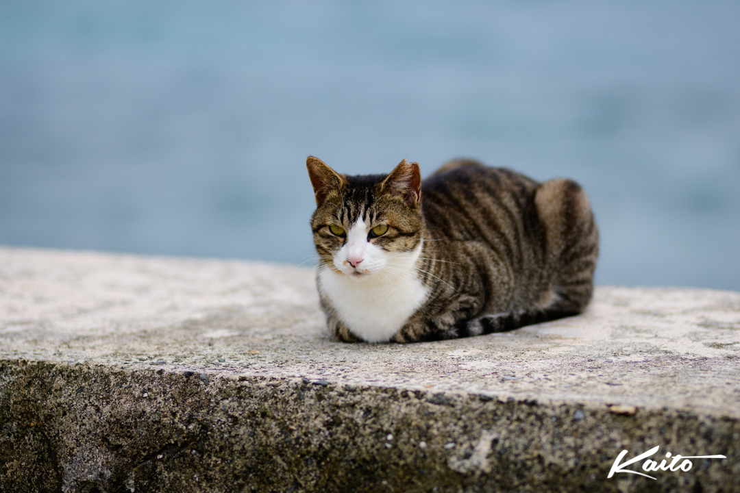 八島人工島の猫