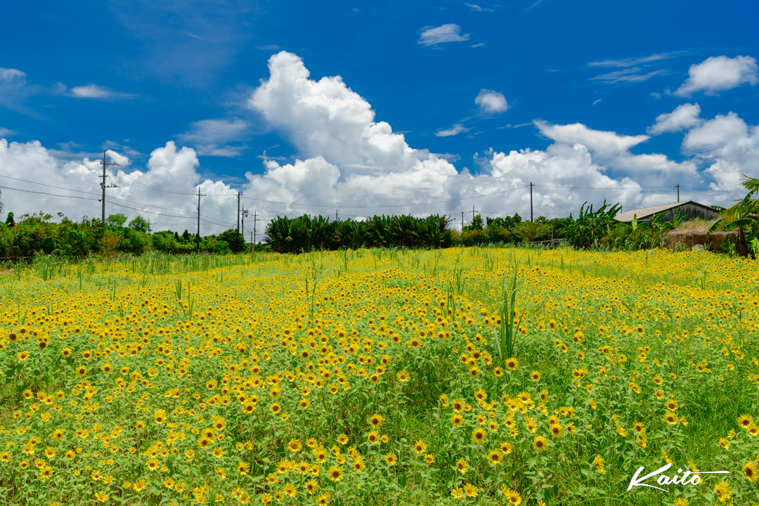 石垣島　夏の花　ひまわり畑
